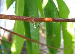 a drop of water on a thin branch of a tree