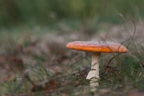 red hat mushroom autumn