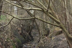 wonderful forest landscape