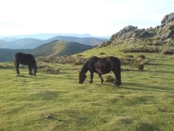 horses graze on green grass in the meadow