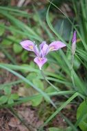 tnder flower petals