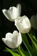 white tulips on a black background