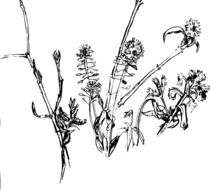 weeds flowers drawing
