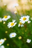 bright blossom of camomile