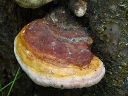 huge mushroom on the tree