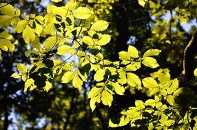 play of light on green leaves of a tree