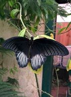 black-and-white butterfly with a full wingspan