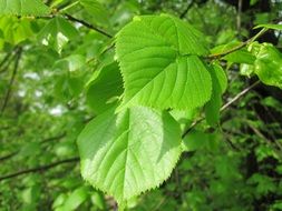 ulmus glabra
