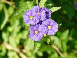 blue flowers of an ornamental plant