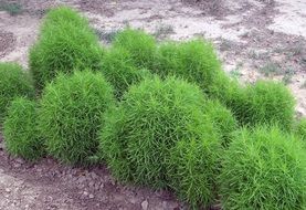bassia scoparia