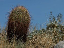 large cactus in the steppe close-up