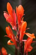 red flower in a botanic garden