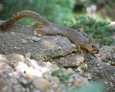 squirrel on a stone in the forest