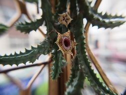 magic star flower