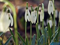 white snowdrops blooming outdoor