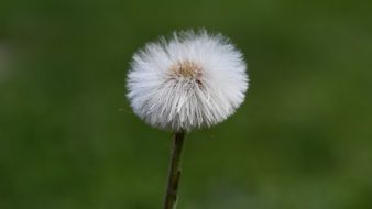 fluffy dandelion seed flower