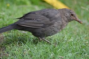 grey bird on the meadow