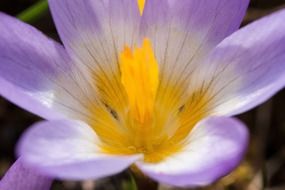 purple crocus bud closeup
