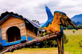 A parrot and near a wooden house