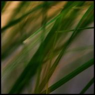 reed grass plant