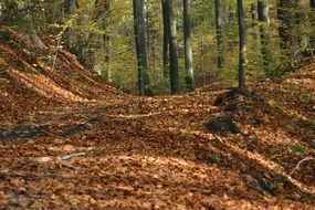 forest foliage tree autumn nature