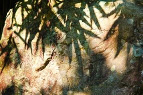 silhouette of leaves from the sun on a stone close up