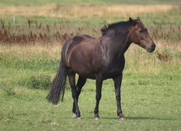 Brown horse on the meadow