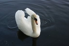 elegant white swan swims in a dark pond