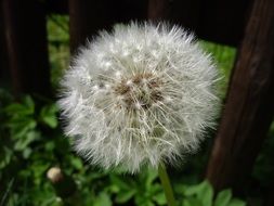 dandelion in the garden close-up on blurred background