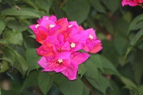 Bougainvillea, bright pink flowers on a green bush in the garden
