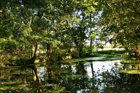 orest lake landscape