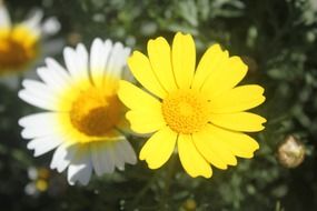 yellow and white daisies in the garden on a blurred background