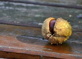 chestnut in a prickly shell