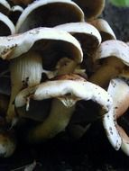 brown and white mushrooms