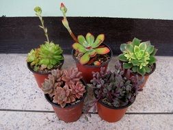 mini potted plants
