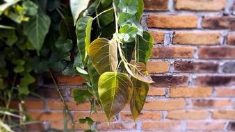 green plants near a brick wall