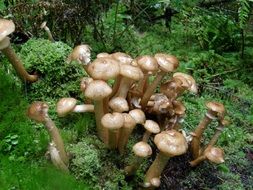 many mushrooms among green moss