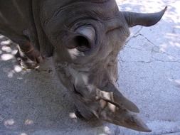 male rhinoceros head at ground close up