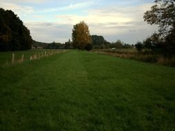 pasture meadow grass