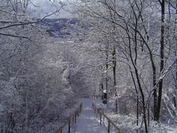 winter landscape of a forest road in Poland