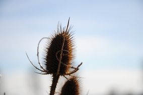 spiny thistle on blurred background close-up