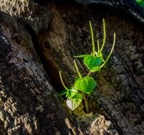 small green sprout on a tree trunk