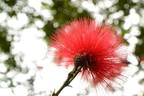 red fluffy flower close up