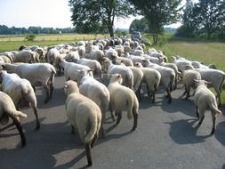 extraordinarily beautiful germany sheeps