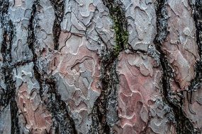 bark of a firtree