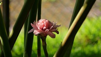 asian pink flower