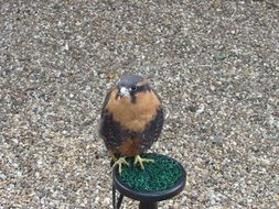 bird of prey in zoo