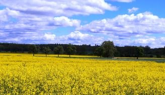 yellow blooming bright rapeseed meadow