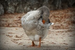 goose cleans feathers