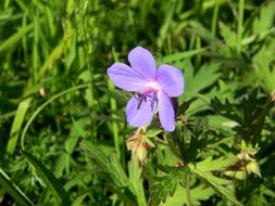 blue geranium in green grass close-up